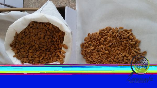 mamra almond type distributors