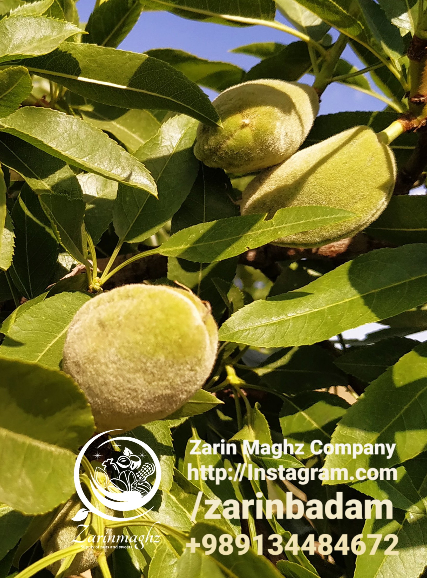 wholesalers of Mamra almond