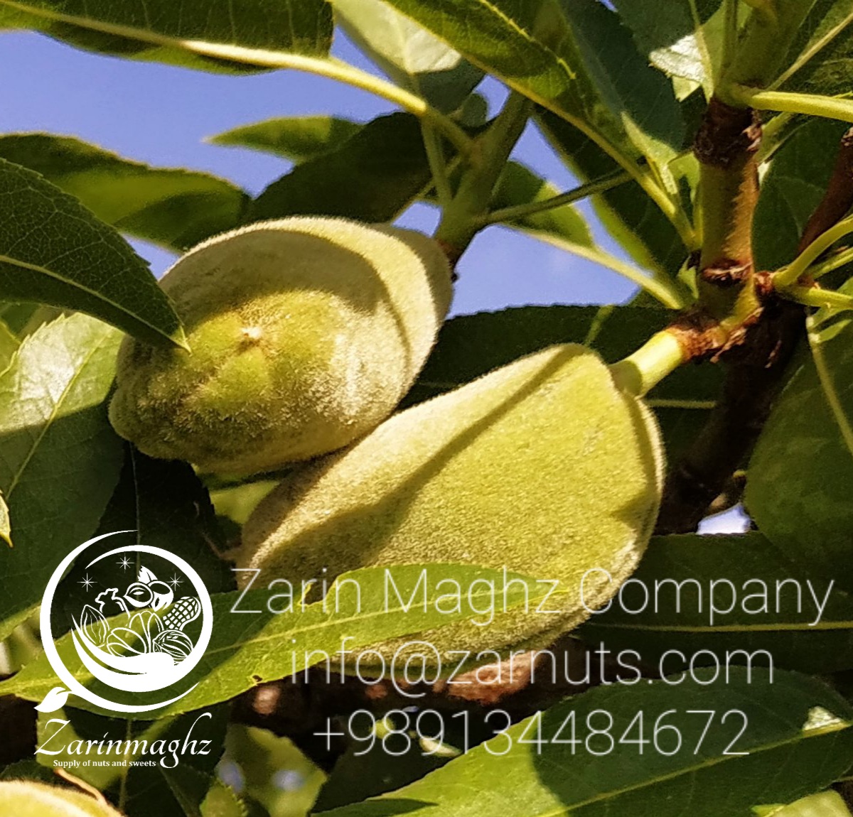 mamra badam sale